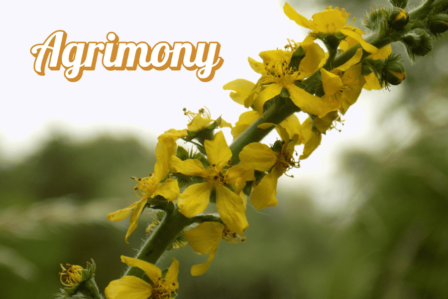 Florais de bach: Agrimony seus beneficios e o que trata