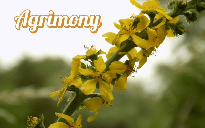 Florais de bach: Agrimony seus beneficios e o que trata